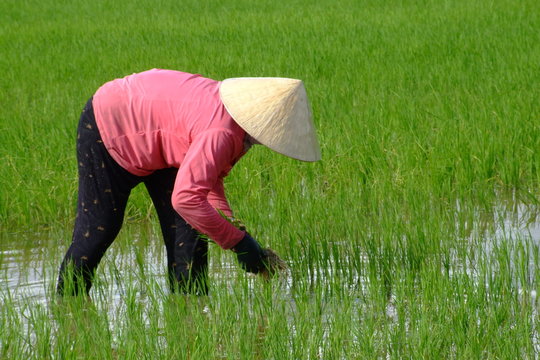 Riziere, Vietnam