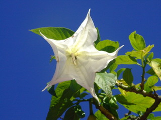 Fleur exotique