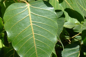 Plante tropicale