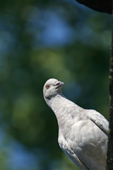 green dove and the green background
