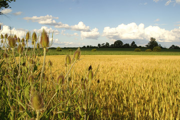 beautiful wheat farm