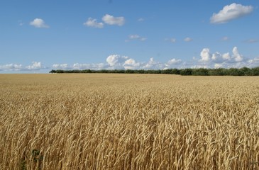 Naklejka premium blue sky and farm