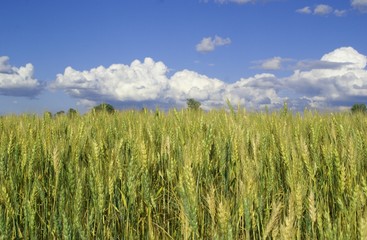 blue sky and farm