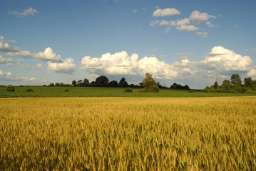 golden farm land
