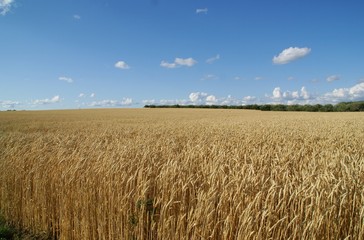 wheat farm