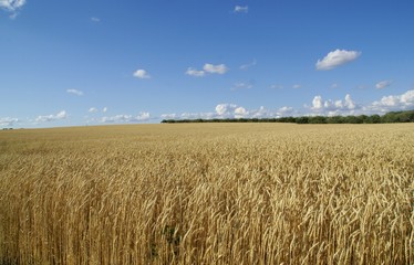 farmers wheat