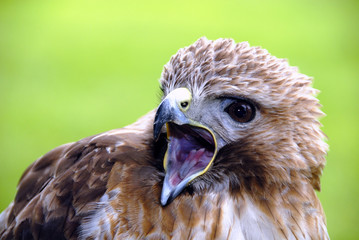 Buzzard