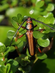 beetle