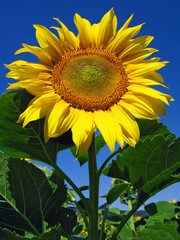 wunderschöne Sonnenblume vor einem klaren blauen Himmel