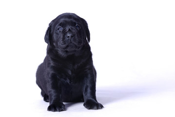 Labrador puppy