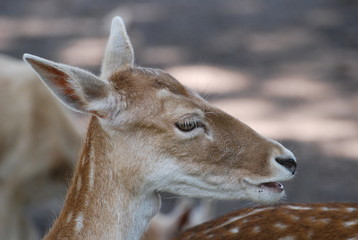 de profil © patou