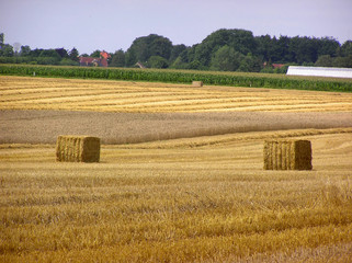 Fototapeta premium harvest