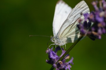 Schmetterling
