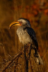 Yellow billed Hornbill in early morning light