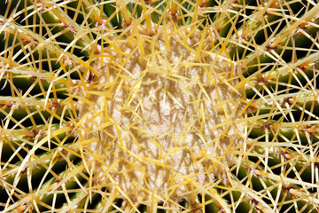 Cactus - closeup