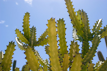 Cactus