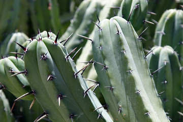 Cactus - closeup