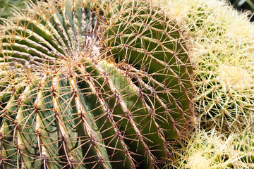 Cactus - closeup