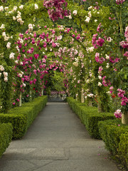 Passage ornate with roses forming multiple archs