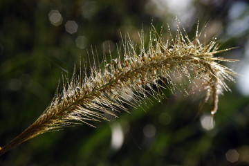 wild flowers in the parks