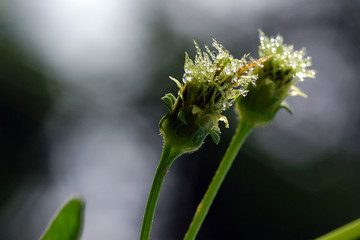 wild flowers in the parks