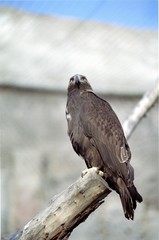 Fototapeta premium Eagle