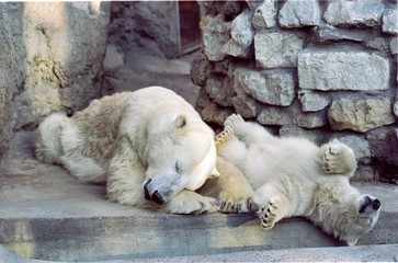 Polar bears