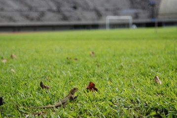 lizard inside the stadium field