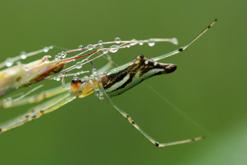 Spider and spider web in the parks 