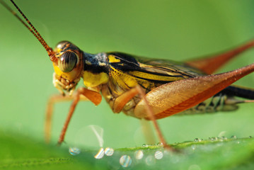 yellow insect in the gardens 