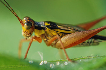 yellow insect in the gardens 