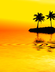 palmier - lagon