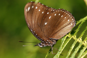 Beautiful butterfly and flowers in the gardens 