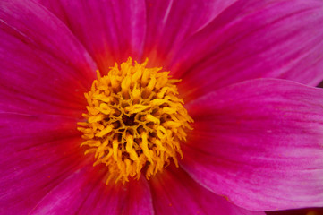 Blütenkelch einer Dahlie