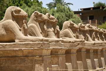 Egyptian Rams