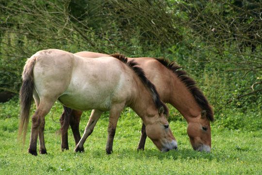 Przewalski-Pferde © Antje Lindert-Rottke