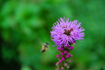 Lila blume wird von einer wespe besucht