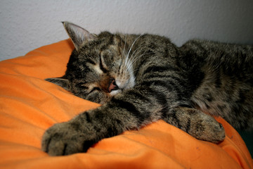 lazy