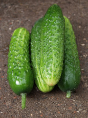 Cucumber on ground
