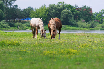 Two grazing horses