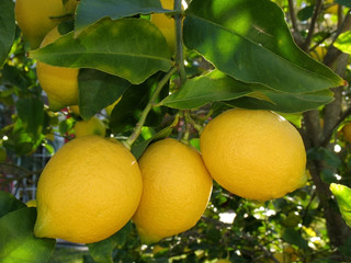 Limones en rama natural