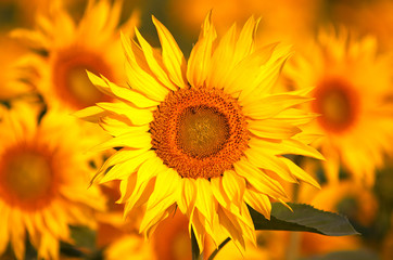 Obraz premium An image of yellow sunflowers hh22h
