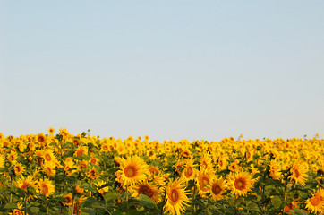 An image of yellow field of sunflowers kjj