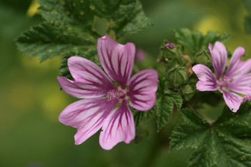 close-up of violet flower on green background