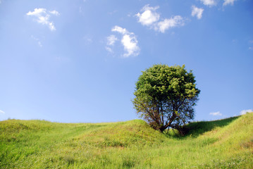 Fototapeta na wymiar solitary tree under the blue sky