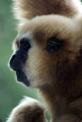 Obraz premium the singer