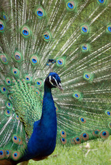 Obraz premium Nature's Beauty