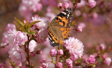 Butterfly on flowers