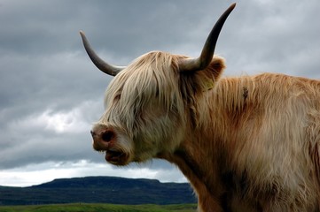 vache des higlands