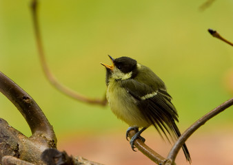 Obraz premium Close up of a baby Great Tit ( Parus major)